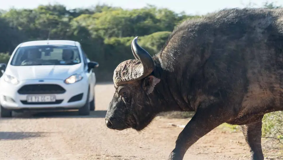 آفریقای جنوبی