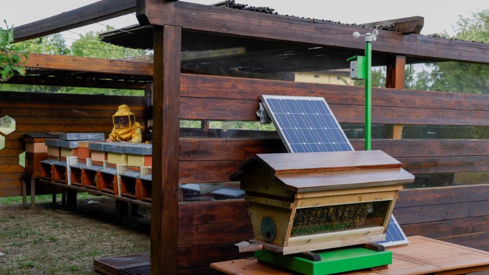 افزایش جمعیت زنبورهای لامبورگینی