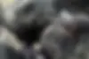 رنو  کولیوس