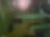 چری،  ویانا