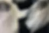 لاماری  ایما