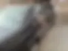 پژو  پارس