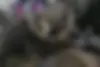 هایما  S5
