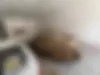رانا  پلاس