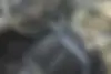 کیا  سراتو (مونتاژ)