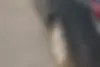دنا  پلاس EF7
