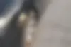 دنا  پلاس EF7