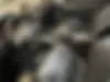 کیا  سراتو