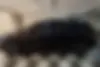 آئودی  Q5 e-tron