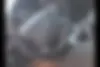 پژو،  پارس