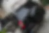 ام وی ام،  X33