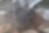 رنو  مگان (مونتاژ)