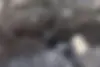 سمند،  سورن