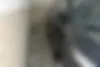 هایما  7X