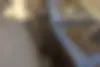 لیفان  620