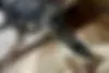 هوندا،  آکورد