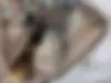 بنز  کلاس E