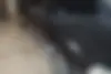 فولکس،  گل