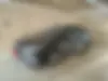 فونیکس،  آریزو 6 پرو