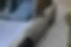 هوندا،  آکورد