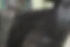 دوج  چارجر