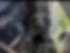 چری،  آریزو 5T