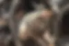 بنز،  کلاس E