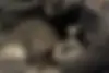 برلیانس  H330