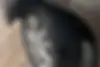 ام وی ام،  X33