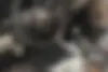 کیا  سراتو (مونتاژ)