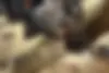 لکسوس  LX