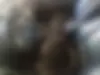 کیا،  سراتو کوپ