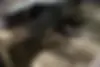 لکسوس،  LS