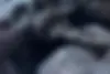 لاماری  ایما
