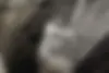 هوندا  آکورد