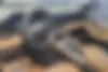 رنو،  کولیوس