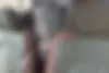 سمند،  سورن