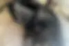 جک،  جی 4