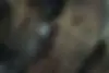 رنو  مگان (مونتاژ)
