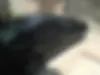 کیا،  سراتو (مونتاژ)
