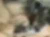 رنو  سفران