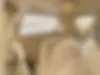 سانگ یانگ (KGM)  رکستون