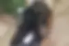 دنا،  پلاس EF7