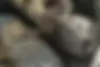 رانا،  پلاس
