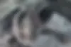 سمند  سورن