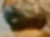 فونیکس،  FX