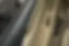 سوزوکی  سیاز