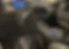 چانگان،  CS 55 پلاس