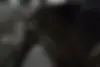 فونیکس  تیگو 7 پرو