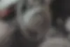 رنو،  مگان (وارداتی)